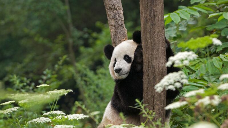 1-day Dujiangyan Panda Volunteer Tour - Itinerary Highlights