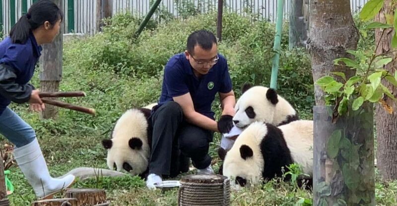 1-day Dujiangyan Panda Volunteer Tour - Morning Activities