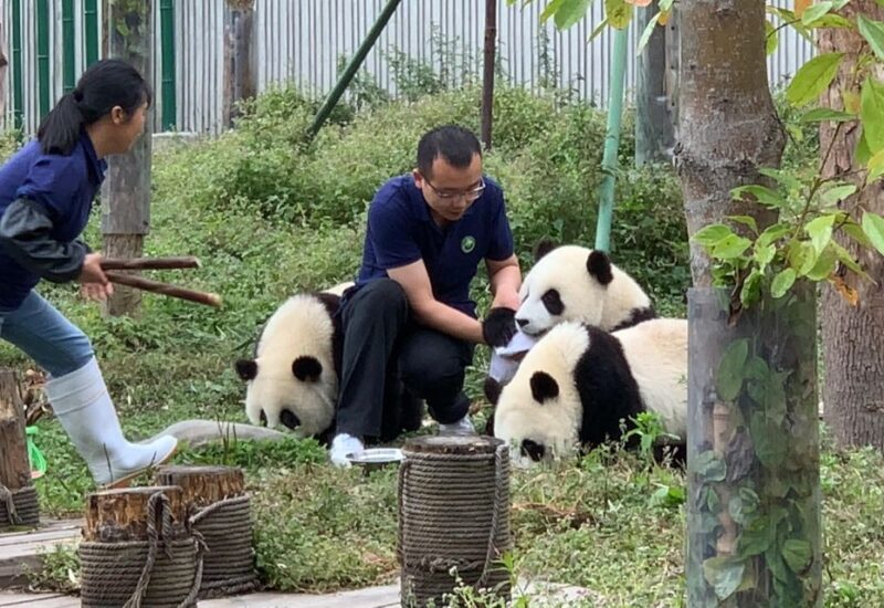 1-day Dujiangyan Panda Volunteer Tour - Frequently Asked Questions