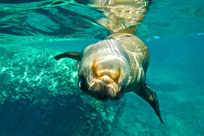 1 Day Espiritu Santo Island Wonders, Sea Lions and Paddleboard Adventure - Meeting and Pickup Information