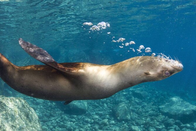 1 Day Espiritu Santo Island Wonders, Sea Lions and Paddleboard Adventure - Delectable Beachside Lunch