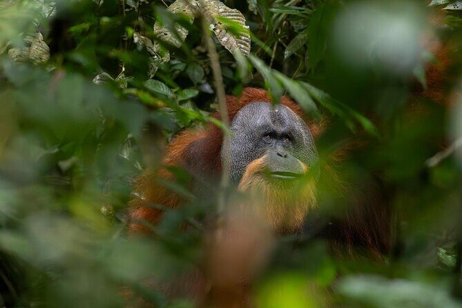 1 Day Ethical Jungle Trek in Bukit Lawang at Sumatra - Introduction