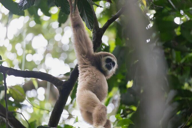 1 Day Ethical Jungle Trek in Bukit Lawang at Sumatra - What You Can Expect