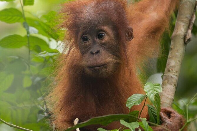 1 Day Ethical Jungle Trek in Bukit Lawang at Sumatra - The Sum Up