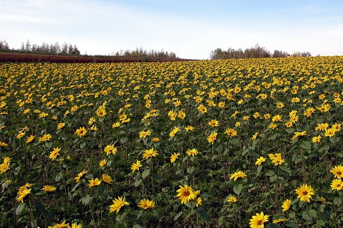 1 Day Fascinating Asahidake and Biei Discovery Tour in Hokkaido - Cancellation and Changes