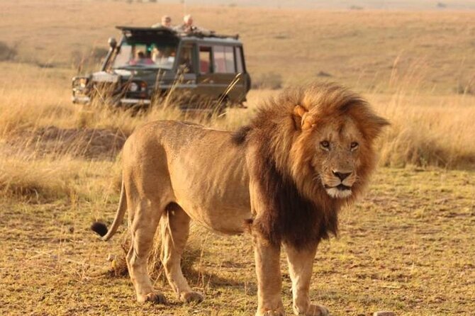 1-Day Fly in Safari to Mikumi National Park From Zanzibar - Key Points