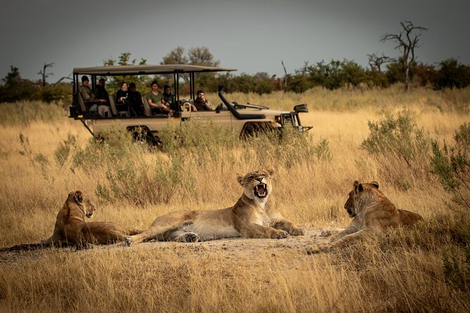 1-Day Fly in Safari to Mikumi National Park From Zanzibar - Traveler Considerations