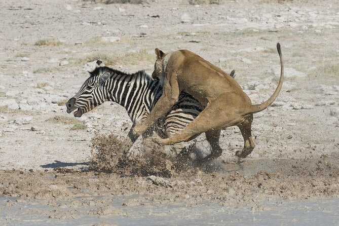 1-Day Fly in Safari to Mikumi National Park From Zanzibar - Price Guarantee and Payment