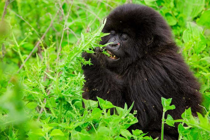1 Day Gorilla Trekking Safari Tour - Inclusions