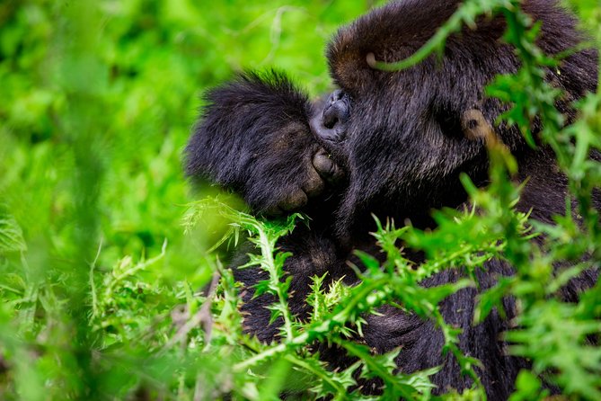 1 Day Gorilla Trekking Safari Tour - Pickup and Start Time
