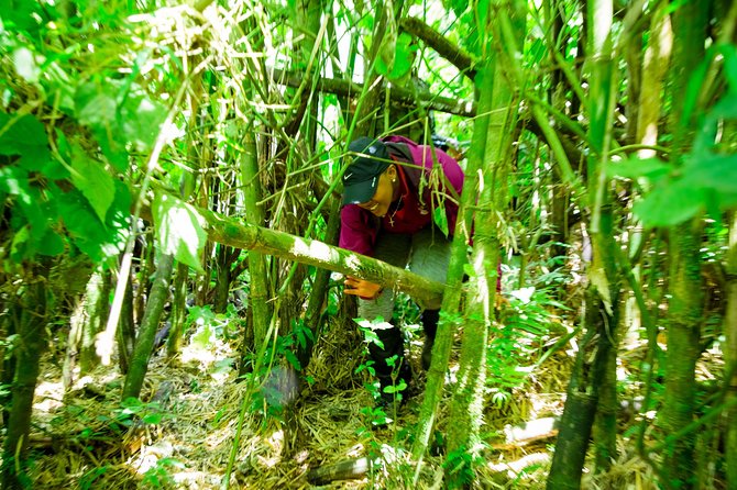1 Day Gorilla Trekking Safari Tour - Gorilla Trekking Permits