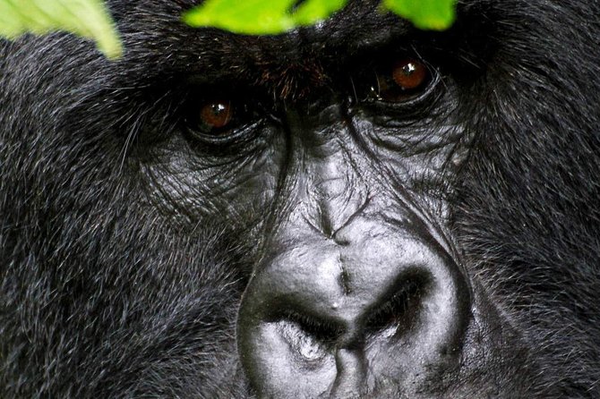 1 Day Gorilla Trekking Volcanoes National Park - Detailed Itinerary