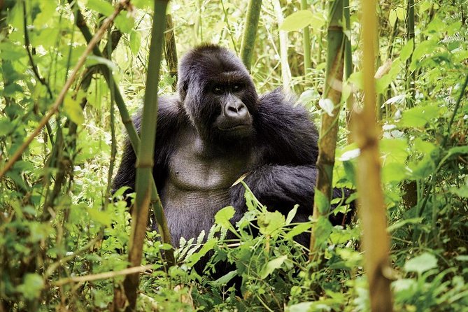 1 Day Gorilla Trekking Volcanoes National Park - Cultural Immersion at Gorilla Guardians Village
