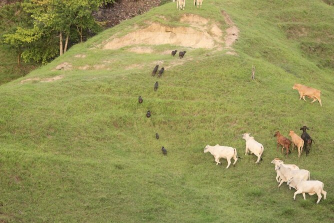 1 Day Horseback Riding at a Real Ranch From Medellin - Highlights of the Ranch