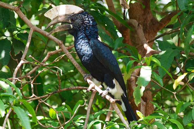 1 Day Joined Group Safari in Ngorongoro Crater National Park - Driver/Guide Qualifications