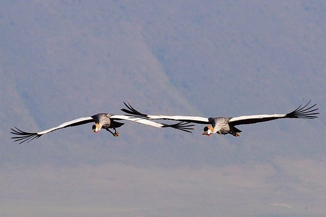 1 Day Joined Group Safari in Ngorongoro Crater National Park - Booking and Cancellation Policy