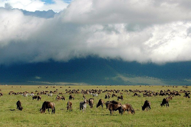 1 Day Joined Group Safari in Ngorongoro Crater National Park - Customer Feedback and Ratings