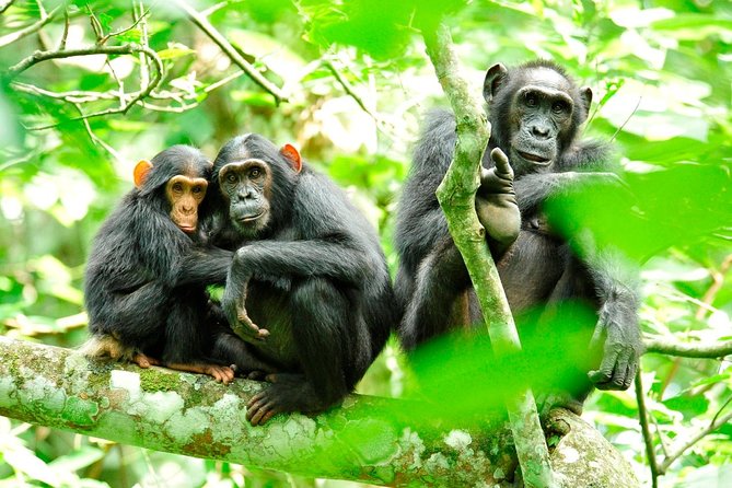 1 Day Kibale National Park - Key Points
