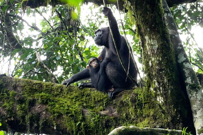 1 Day Kibale National Park - Meeting and Pickup Details