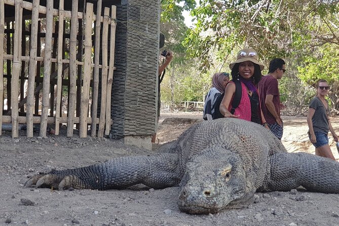 1- Day Komodo Island Tour Hopping Around by Speed Boat - Inclusions and Costs