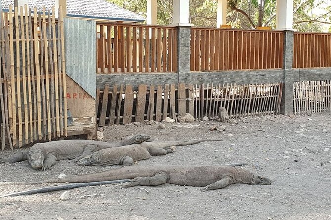 1- Day Komodo Island Tour Hopping Around by Speed Boat - Physical Fitness Requirements