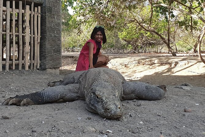 1- Day Komodo Island Tour Hopping Around by Speed Boat - Guest Reviews and Feedback