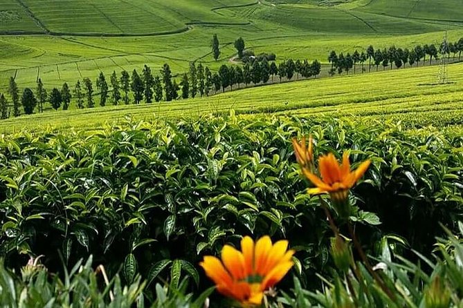 1-Day Lake Kivu Karongi Boat Cruise & Coffee Farming With Lunch - Experience Highlights and Inclusions
