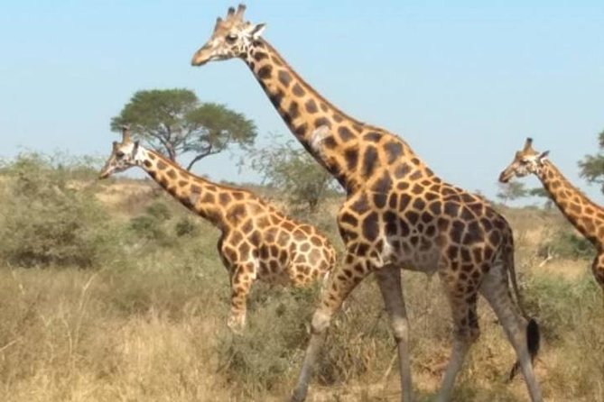 1 Day Lake Mburo National Park Short Safari From Kampala - Itinerary Highlights