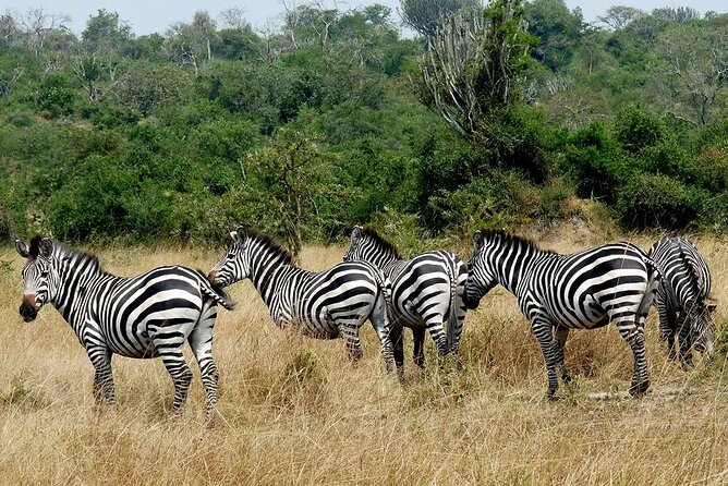 1 Day Lake Mburo National Park Short Safari From Kampala - Cancellation Policy