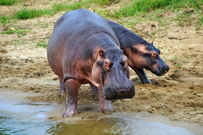 1 Day Lake Mburo National Park Short Safari From Kampala - Traveler Reviews and Ratings