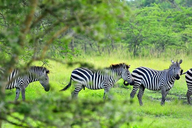 1 Day Lake Mburo Tour From Kampala - Meeting and Pickup