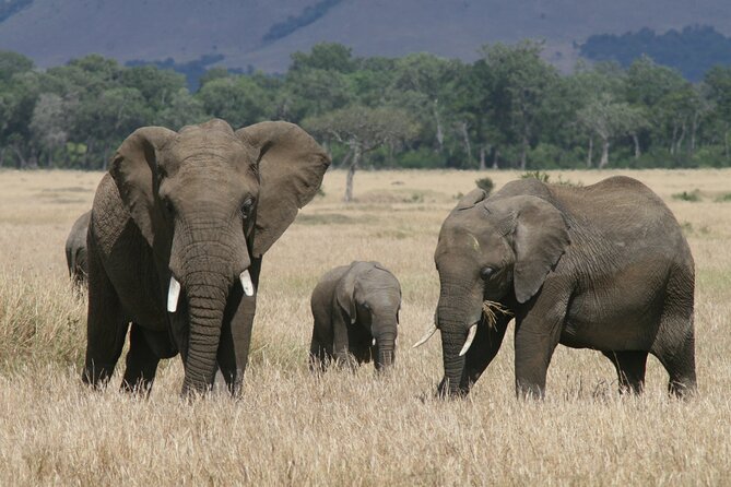 1-Day Maasai Mara Safari - Itinerary Highlights