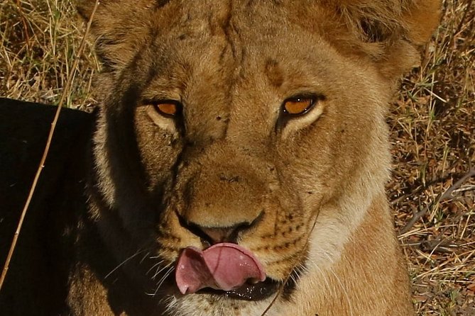 1 Day Moremi Game Drive Safari, Guided - Traveler Experience and Reviews