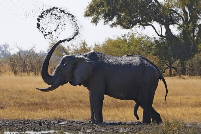 1 Day Moremi Game Drive Safari, Guided - Communication and Trip Details