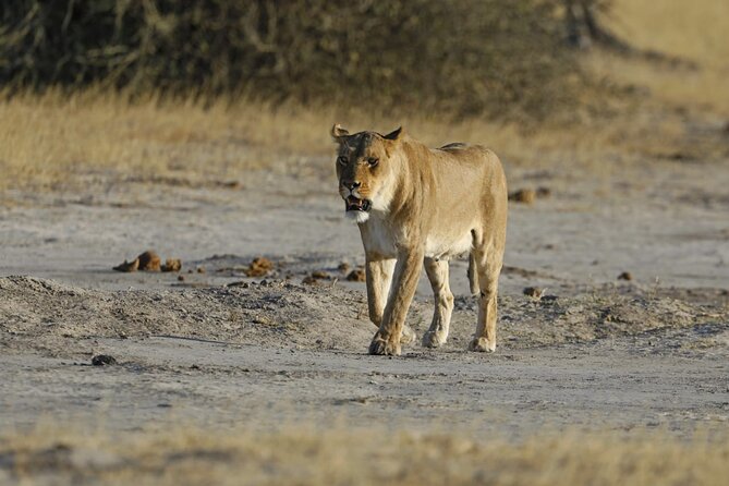 1 Day Moremi Game Drive Safari, Guided - Wildlife Sightings and Highlights