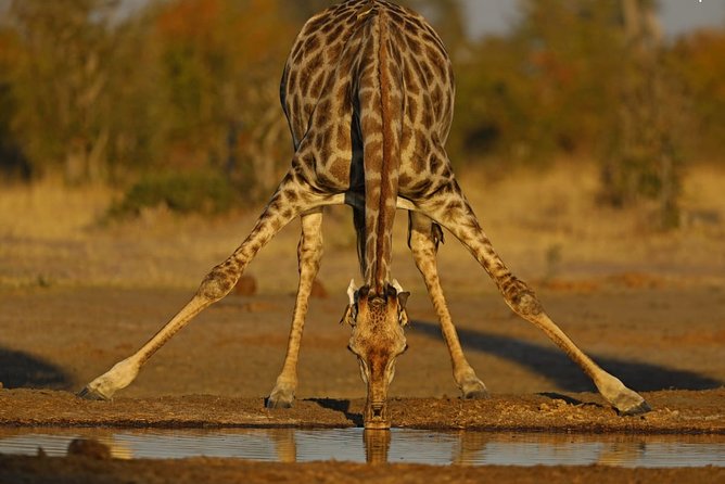 1 Day Moremi Game Drive Safari, Guided - Booking and Reservation Process