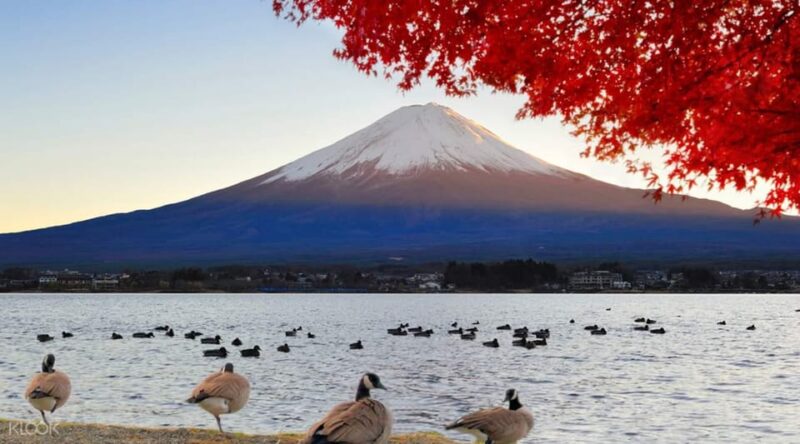 1 Day Mount Fuji Tour With an English Speaking Tour Guide - Tour Inclusions