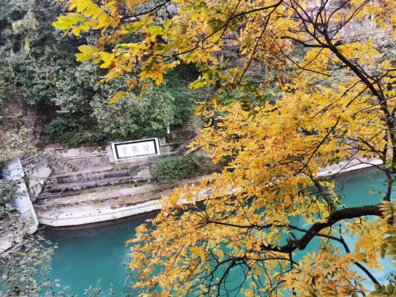 1-Day Mount Qingcheng and Dujiangyan Irrigation System Tour - Customer Feedback and Ratings