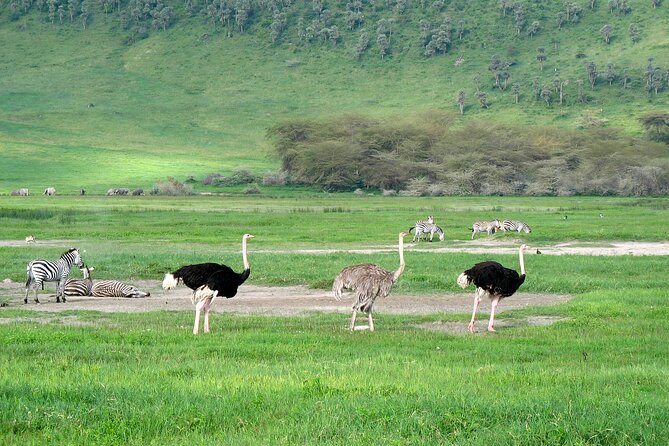 1-Day Ngorongoro Crater Group Safari - Itinerary and Activities