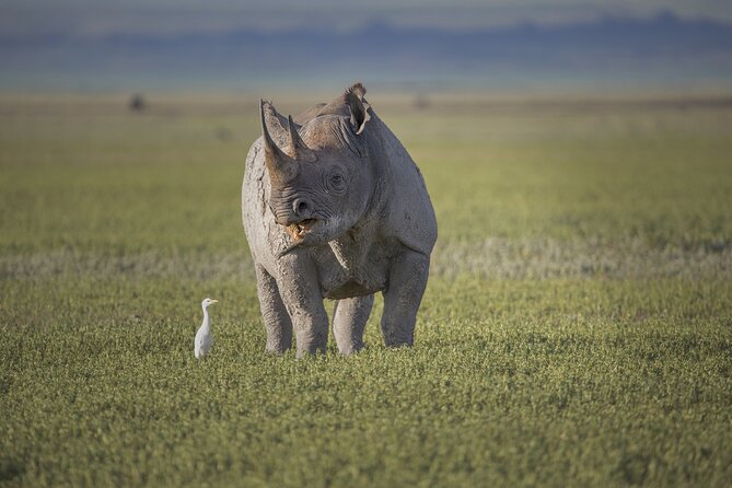 1-Day Ngorongoro Crater Group Safari - Traveler Experiences