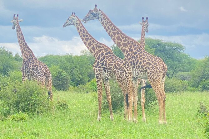 1-Day Ngorongoro Crater Group Safari - Booking and Cancellation