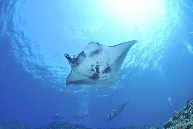 1 Day Nusa Penida (West) + Snorkeling 3 Spots Mantay Bay, Gamat Bay, Crystal Bay - Tour Overview