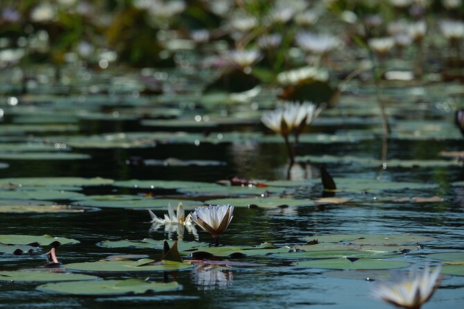 1 Day Okavango Delta Mokoro/Canoe Daytrip - Frequently Asked Questions