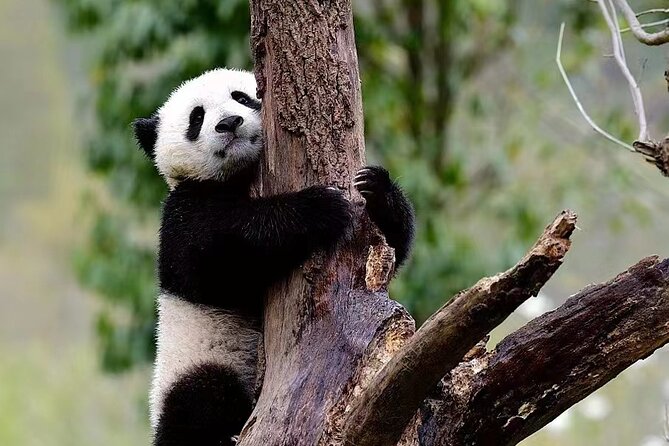 1-Day Panda Base and Huanglongxi Old Town Private Tour From Chengdu - Huanglongxi Old Town Exploration
