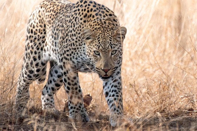 1 Day Photographic Wildlife Safari From Hazyview to Kruger Park - Meeting and Pickup