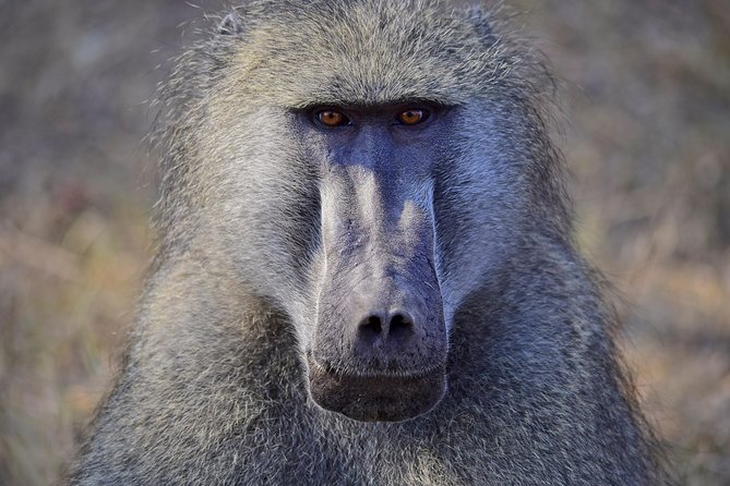 1 Day Photographic Wildlife Safari From Hazyview to Kruger Park - Important Details