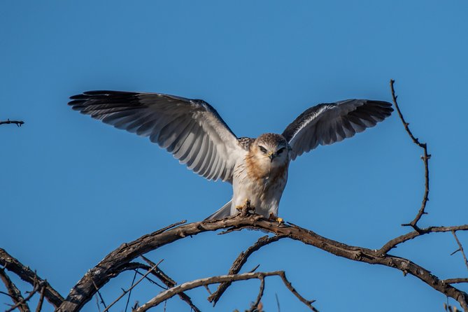 1 Day Photographic Wildlife Safari From Hazyview to Kruger Park - Tips for Photographers