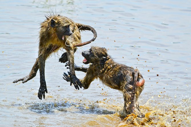 1 Day Photographic Wildlife Safari From Hazyview to Kruger Park - Frequently Asked Questions