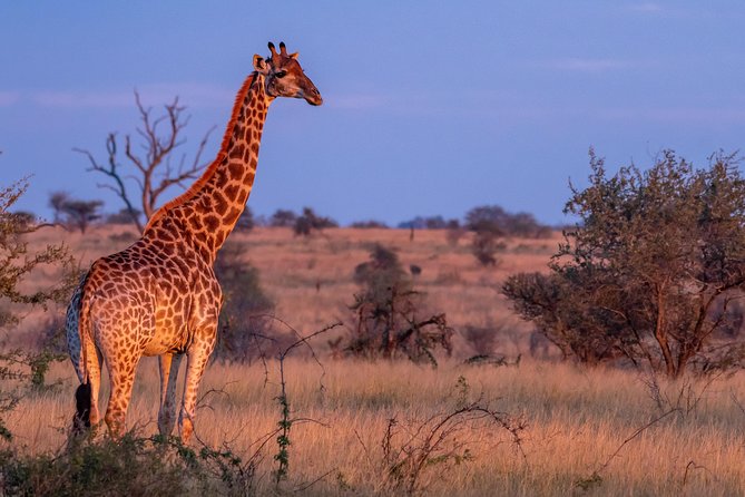 1 Day Photographic Wildlife Safari From Hazyview to Kruger Park - Customer Testimonials