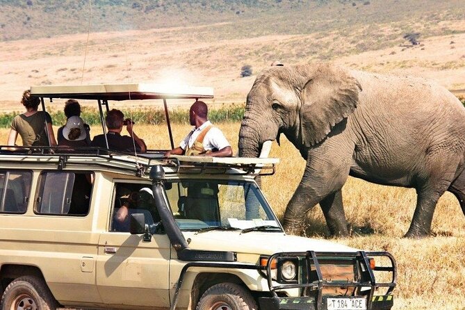 1 Day Private Ngorongoro Crater Safari - Wildlife and Sightings